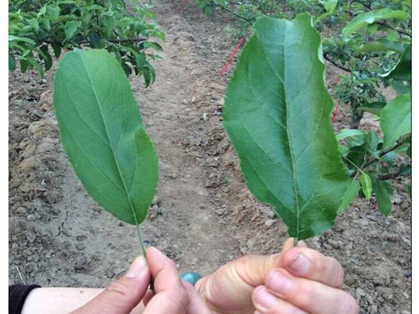 示范照片