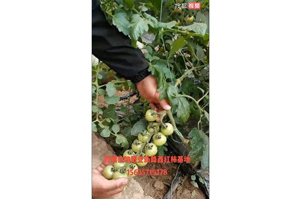 新绛西红柿